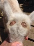 ImageUploadedByDairy Goat Forum1395772931.943302.jpg