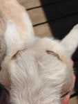 ImageUploadedByDairy Goat Forum1395772940.798204.jpg