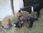 ImageUploadedByDairy Goat Forum1401042965.271942.jpg