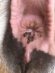 Beard Ear Liver Fawn Carnivore